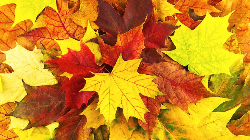 Cooler, quieter fall weather returns Tuesday in the Twin Cities — WCCO / CBS Minnesota, Eagan Community news