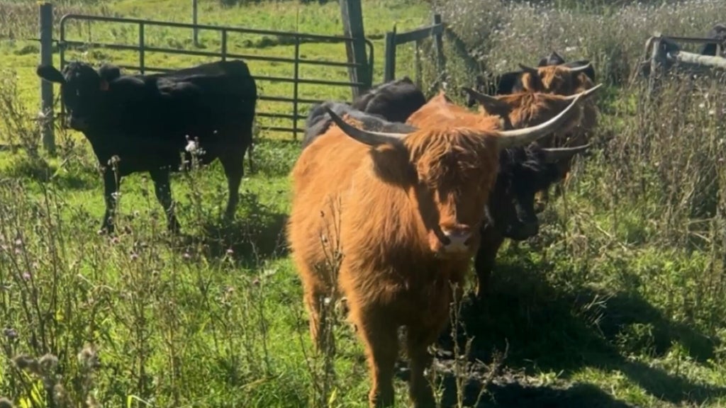 Minnesota farmer calls for thief to return nearly a dozen cows: "You're going to go to jail" — WCCO / CBS Minnesota, Eagan Community news