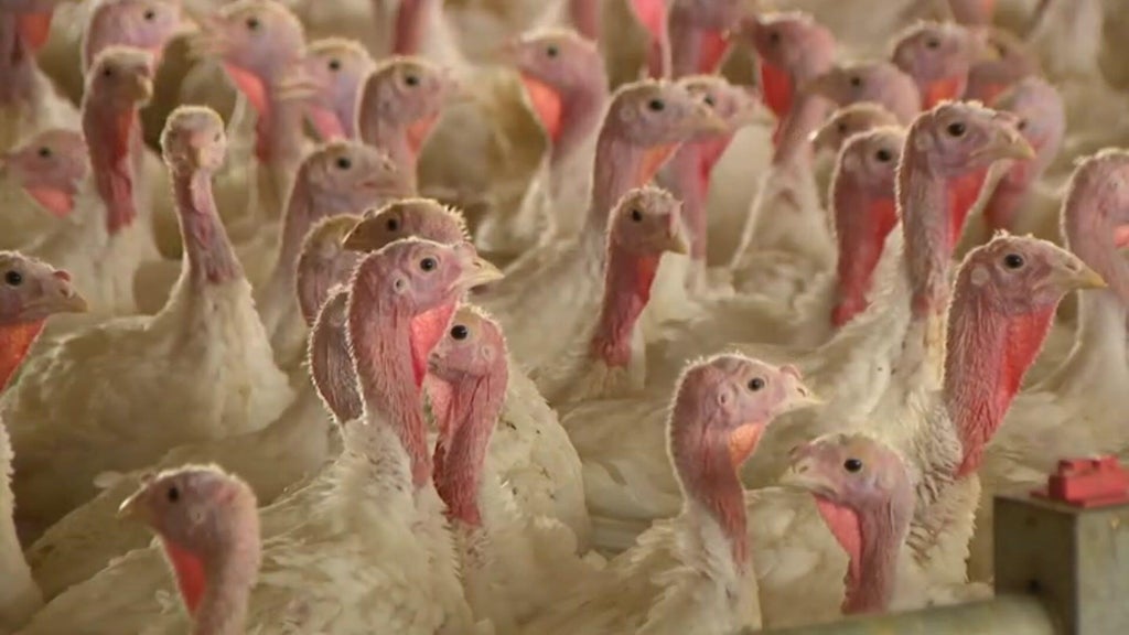 Bird flu confirmed in Barron County, Wisconsin, commercial poultry flock — WCCO / CBS Minnesota, Eagan Real Estate news