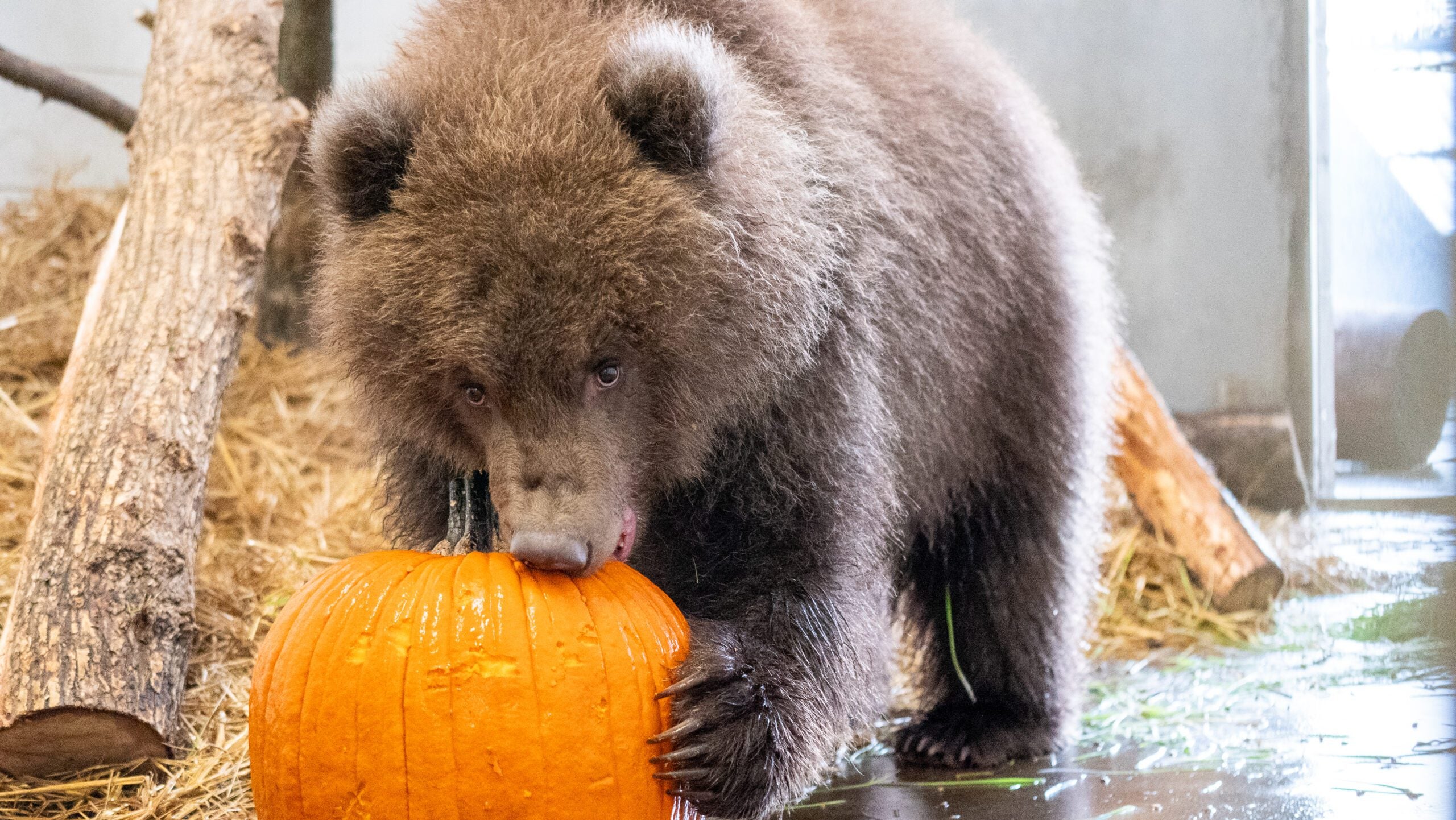 Minnesota Zoo welcomes 3 orphaned brown bear cubs rescued from Alaska — Eagan Health news