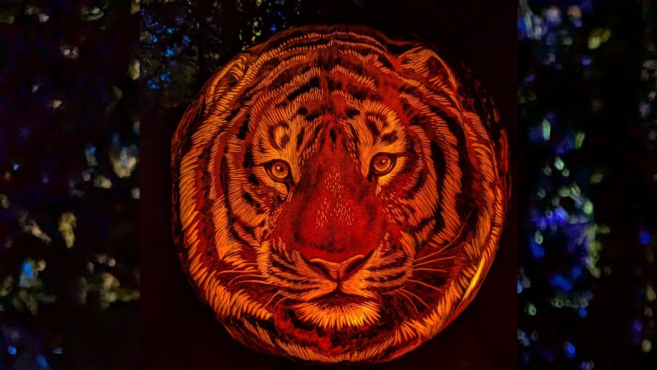 Behind the scenes of pumpkin carving at the Minnesota Zoo — KSTP 5, Eagan Arts news