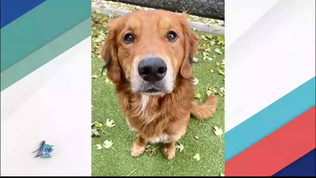 Adopt a Dog Month: Golden Retrievers — KSTP 5, Eagan Community news