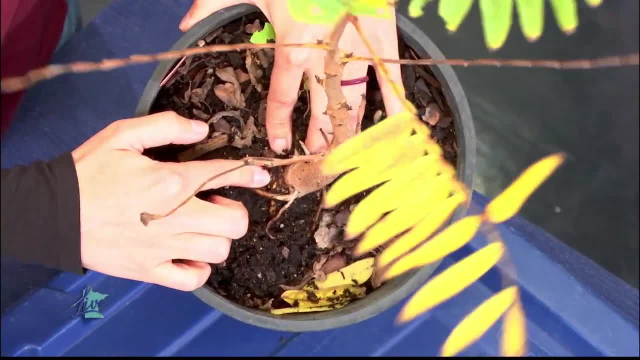 Tips for Planting Trees — KSTP 5, Eagan Community news