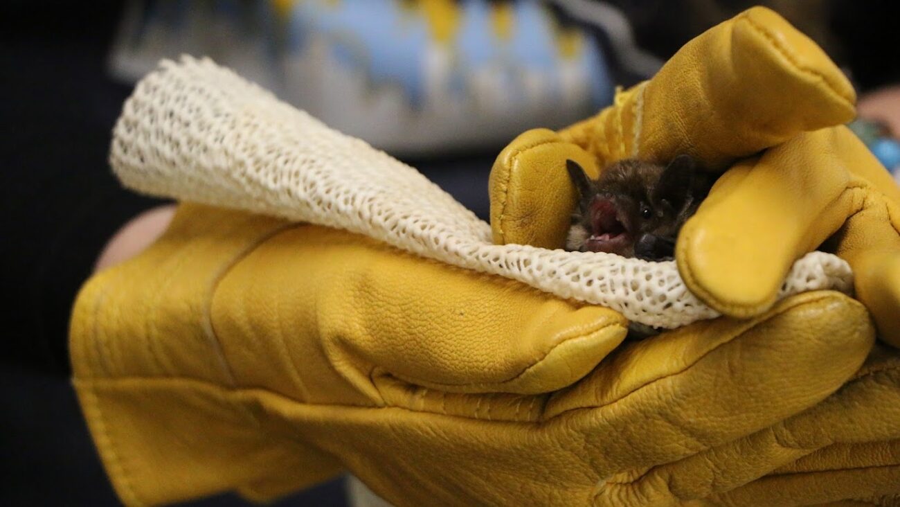 Families enjoying the Minnesota Bat Festival in Edina, MN.