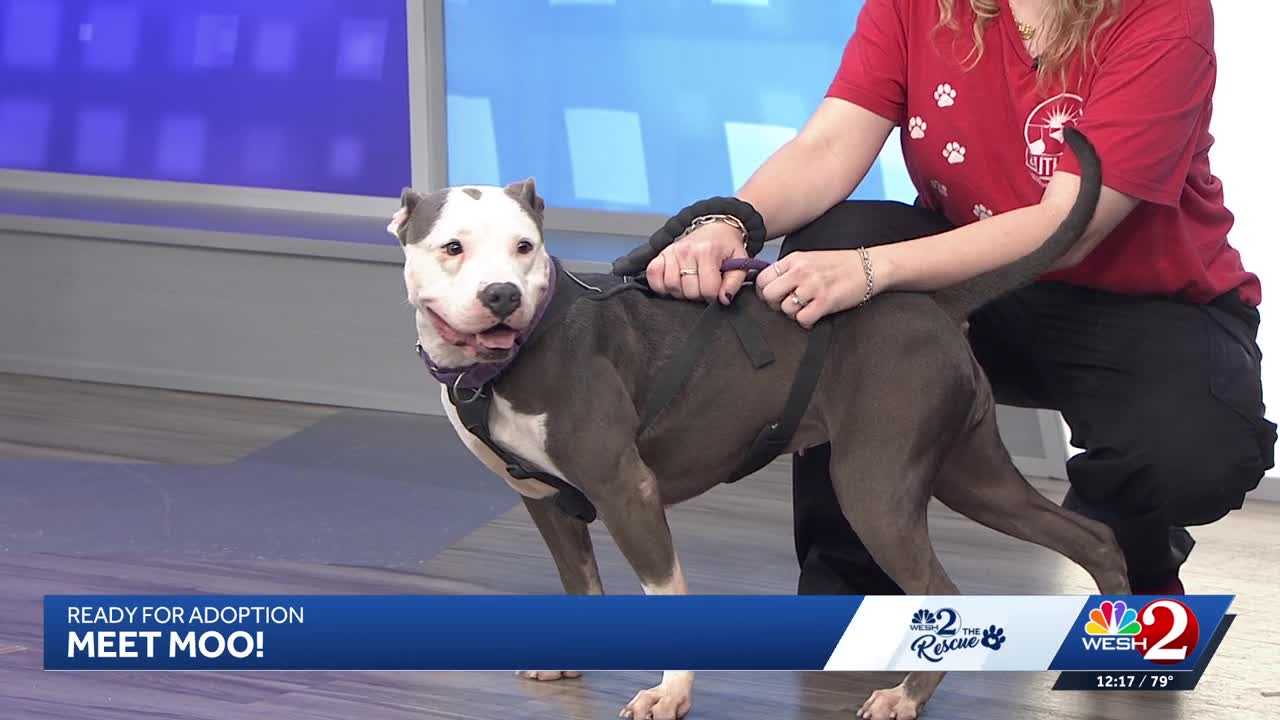 Moo at Southeast Volusia Humane Society is looking for a home — WESH 2 Orlando, Eagan Community news