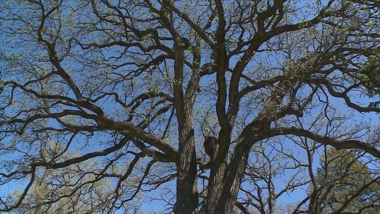 How to keep your oak trees healthy — KARE 11 Local, Eagan Health news