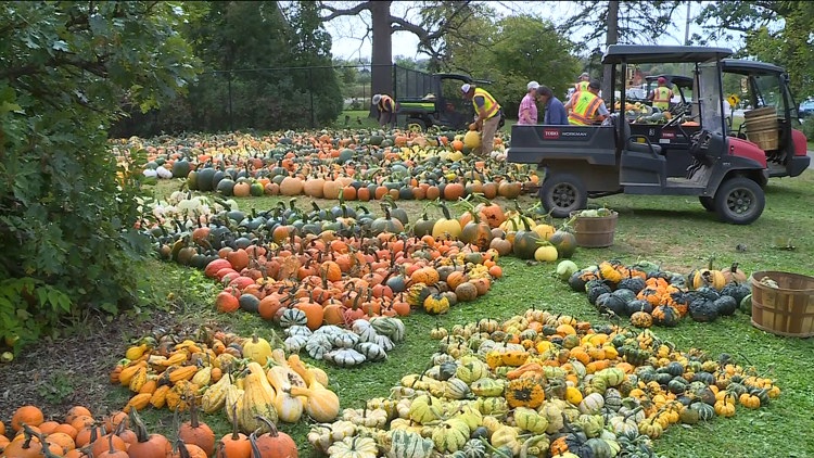 Pumpkin 101: Best to cook, carve & display — KARE 11 Local, Eagan Community news