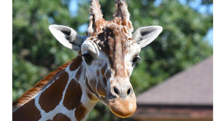 Como Zoo mourns loss of beloved giraffe, 'Skeeter' — Eagan Community news