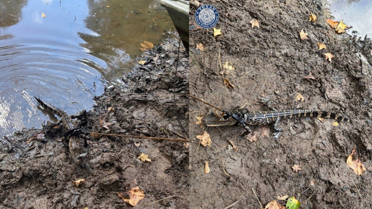 Alligator found tied to boat in East Texas pond; man cited for illegal possession, wardens say — KHOU 11 (Houston), Eagan Sports news