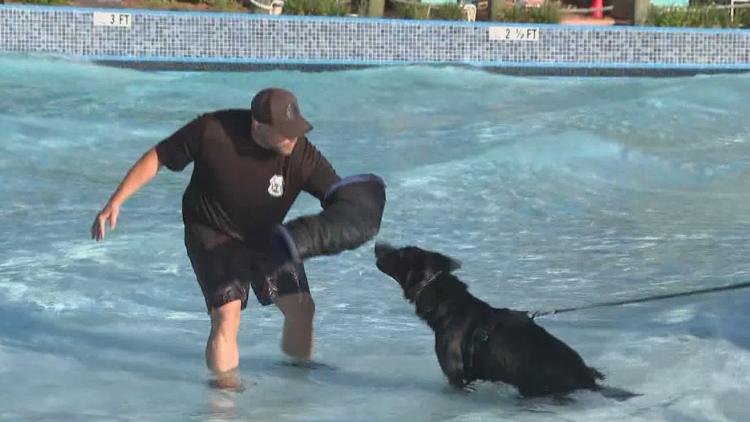 Tampa police K-9s train at theme park to prepare for emergencies — WTSP 10 Tampa Bay, Eagan Community news