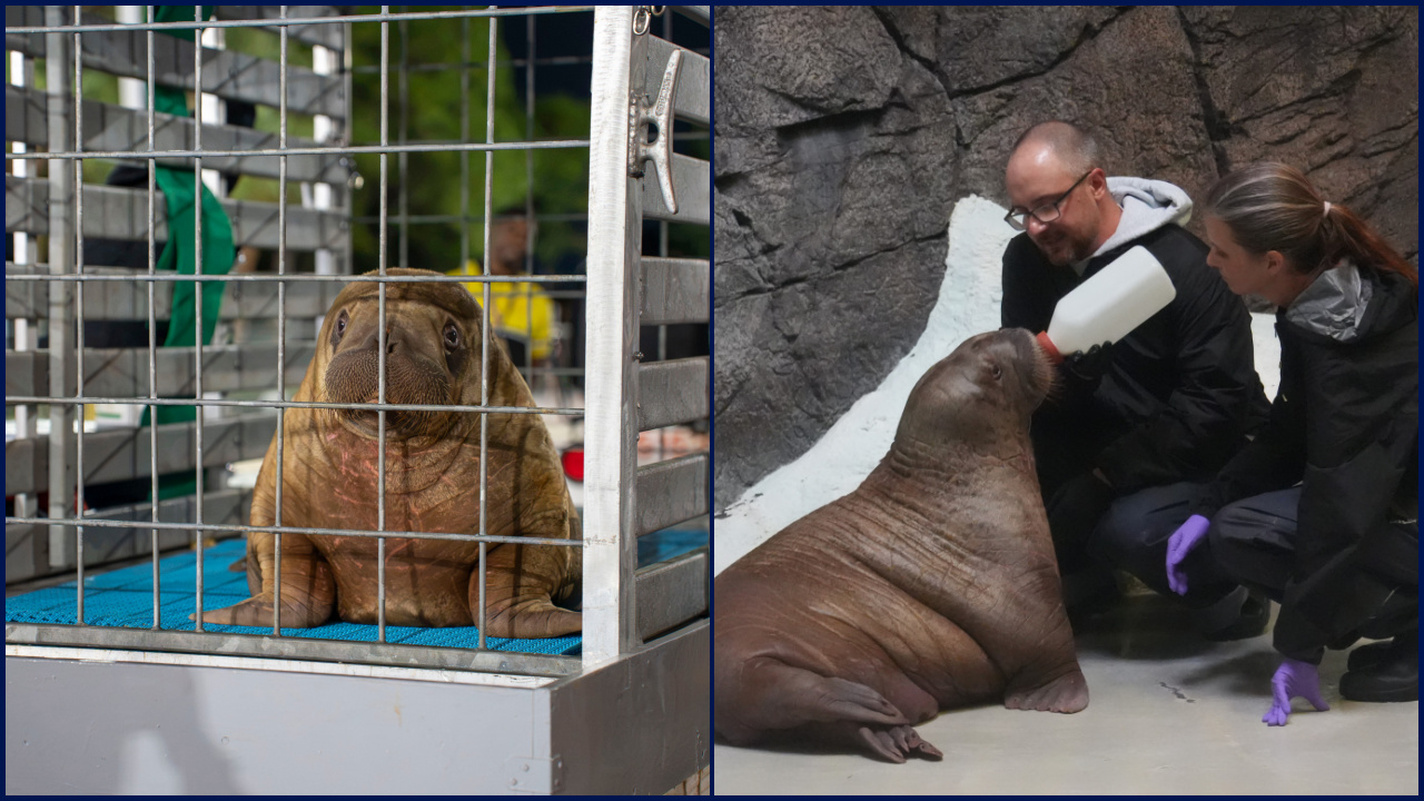Orphaned baby walrus in Alaska flown 4,800 miles to new home in Florida — FOX 9, Eagan Community news