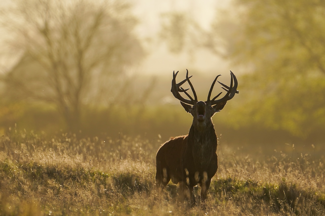 Deer-related crashes spike in the fall. Here's why. — FOX 9, Eagan Sports news