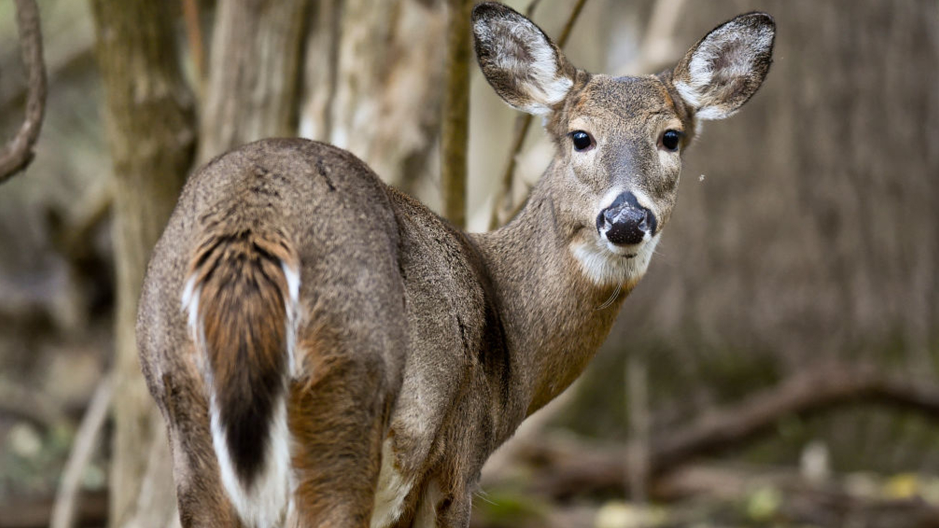 Minnesota deer season 2026: What changed, what to expect by region — FOX 9, Eagan Sports news